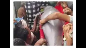 147-kg Ganga dolphin rescued after multi-district operation
