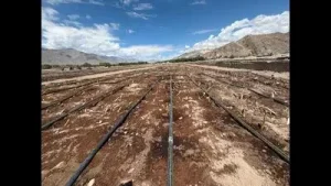 Devp of India's highest commercial Lilium cultivation field begins in Ladakh