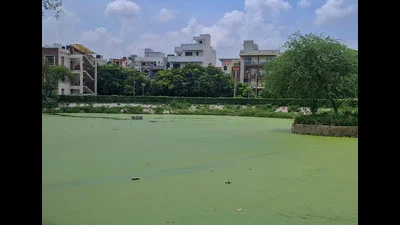Gurugram locals flag algae, stench at newly restored Silokhra pond
