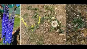 Yeh dil maange more phool