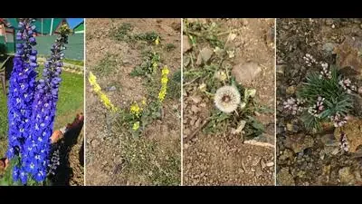 Yeh dil maange more phool