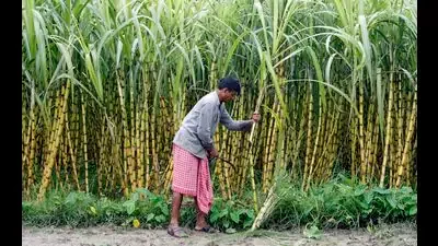 How sugarcane lends its sweetness to verse