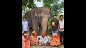 Ailing elephant rescued from forced labour in Barnala, 4 booked