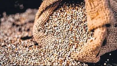 Hisar agri varsity to scale up supply of millet hybrids