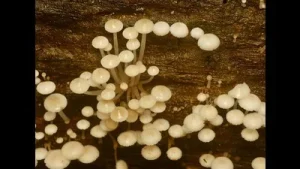 Dudhwa's glowing fungi return with the monsoon