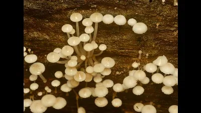 Dudhwa's glowing fungi return with the monsoon