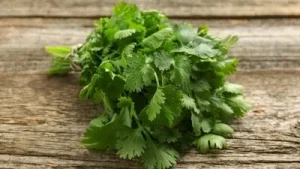 Stop throwing away coriander stems? Chef Ranveer Brar says never waste 'dhaniya ki
