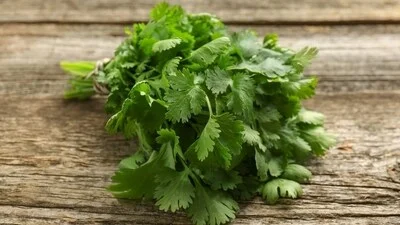 Stop throwing away coriander stems? Chef Ranveer Brar says never waste 'dhaniya ki