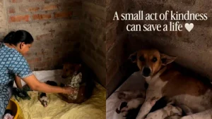 'Humanity still exists': Family rescues street dog and her new-born puppies from rain
