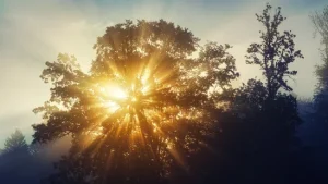 Did you know sunlight can increase your healthy lifespan? Longevity expert Dr Vass