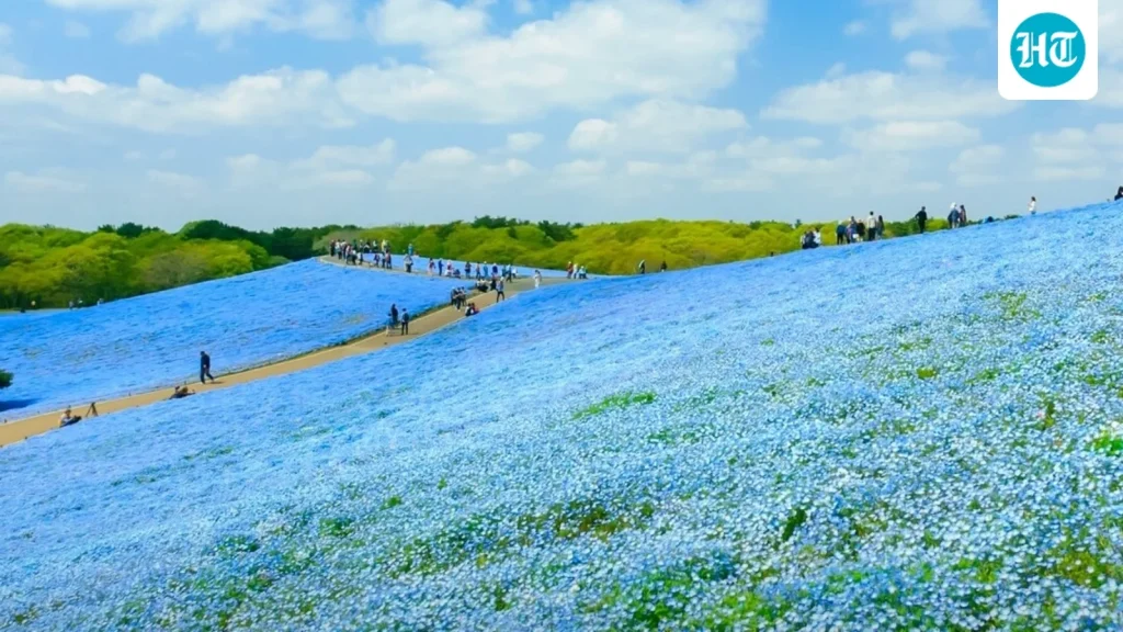 This surreal Japanese hill turns electric blue every year: Here's what you need to