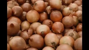Onion prices in Maharashtra below production cost, govt tells Lok Sabha