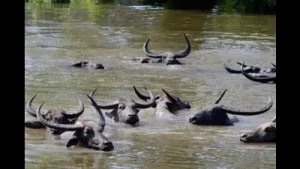 Dudhwa wild water buffalo reintroduction: Feasibility report to be sent to govt