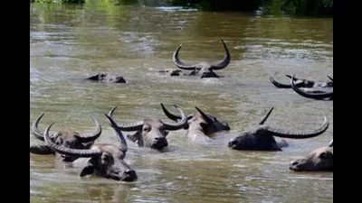 Dudhwa wild water buffalo reintroduction: Feasibility report to be sent to govt