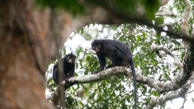 Scientists discover mysterious orange-lipped monkey species deep in Congo rainforest