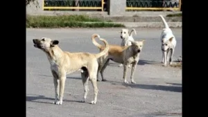Seven stray dogs maul 5-year-old girl in Pune