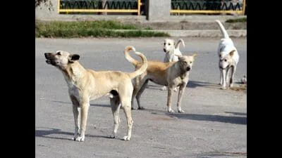 Seven stray dogs maul 5-year-old girl in Pune