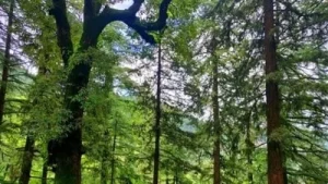 Carbon absorption app: LDA to digitally track 'activity of trees'; eyes carbon