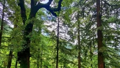 Carbon absorption app: LDA to digitally track 'activity of trees'; eyes carbon