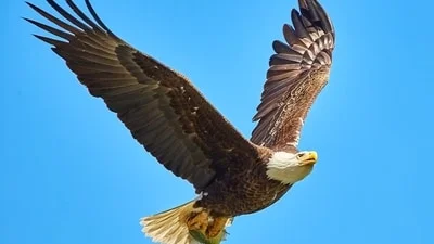 Jackie the bald eagle update: Big Bear eagle suffers health setback; Ojai center