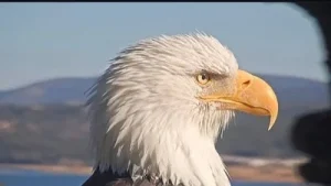 Jackie the eagle cause of death: How did the beloved Big Bear eagle die? What