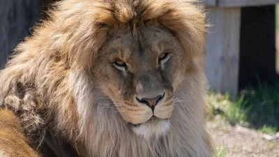 Taras the lion rescued from Ukraine war battles rare fungal disease in US; internet
