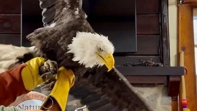 Jackie the eagle update: Final moments at Ojai Raptor Center revealed as remains