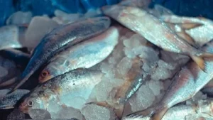 Hilsa spotted in Ganga near Ghazipur in UP, decades after barrage cut off migration