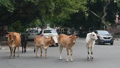 1,300 tonnes cattle waste from Delhi enters Yamuna everyday: MCD report