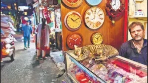 Delhiwale: Timekeeper's cat