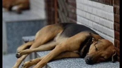 Kharar civic body begins sterilisation of stray dogs