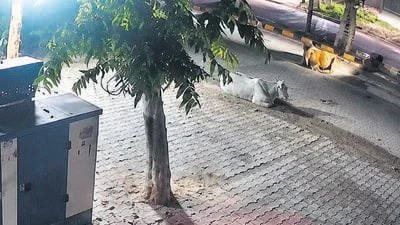 Faridabad: Man dies after scooter hits cattle on dark road, lies unattended