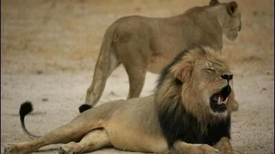 Gujarat to build 100-hectare enclosure for lions involved in attacks on humans