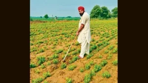After cotton crunch, Bathinda go nuts