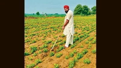 After cotton crunch, Bathinda go nuts
