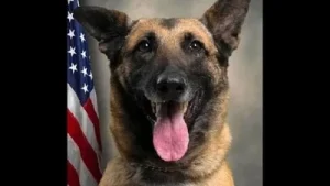 'Justice for Chilli': Dog lovers seek accountability as Pitt County K9 dies after