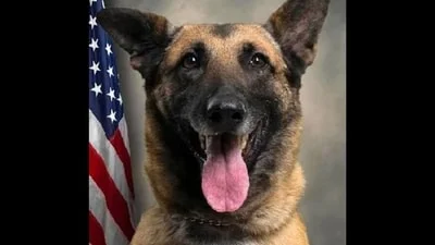 'Justice for Chilli': Dog lovers seek accountability as Pitt County K9 dies after