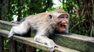 Big relief for Indonesian town as monkey captured after rampage that wounded 18