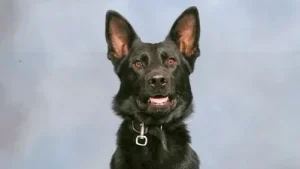 'Tears and prayers': Community comes together to save 'faithful' Polk County K9 Ace