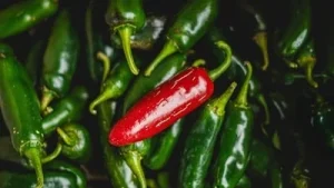 Taylor Farms recalls 20 jalapeno products as Salmonella outbreak sickens 345 across