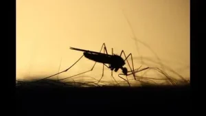 Climate change shifts malaria risk to southern, East Africa: Study