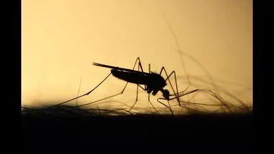 Climate change shifts malaria risk to southern, East Africa: Study