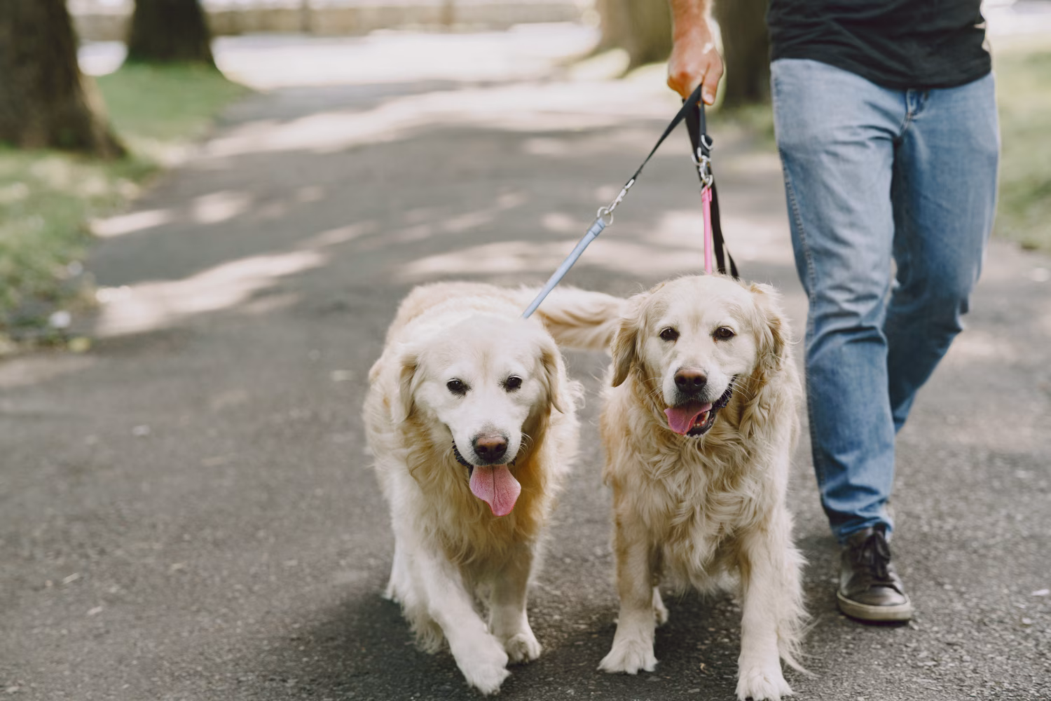 As a pet parent, the responsibility falls on you to ensure that these: A practical reader guide