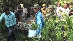 “The tiger was rescued a few days ago in an extremely serious: A practical reader guide
