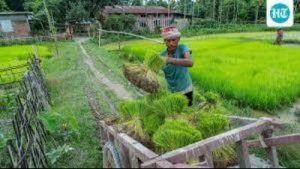 According to the India Meteorological Department (IMD) rainfall data released for this kharif season