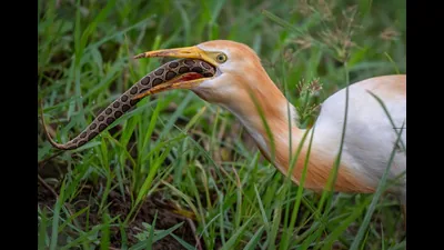 Wildbuzz | The goddess of small hunts: A practical reader guide
