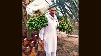 A group of progressive farmers from Abohar in Fazilka district are elated over their maiden harvest
