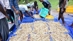 Fish workers plan protest to demand land rights, reservation: A practical reader guide