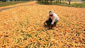 India’s policy of reducing dependence on imported crude is fuelling an import dependence on maize —