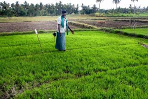 A dry spell along the Cauvery